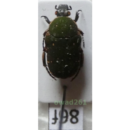 Glycyphana cuculus Burmeister, 1842 Philippines86f